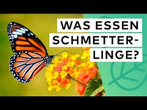 What do butterflies eat? How to create a habitat and protect the peacock butterfly and other butt...
