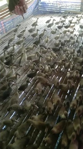 Best Duck 🐤 Farming 🦆 #shortfeed #duck #farming #shorts #video