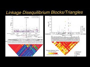 How to Analyze Linkage Disequilibrium Blocks, LD maps, LD blocks, LD triangles
