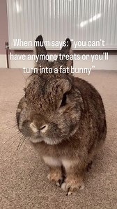 5.4K views · 2.2K reactions | When mom says you can’t have more treats… Cue the bunny side-eye! Who can relate? 梁 @butter.scotch.the.rabbit #bunny #bunniesofinstagram #bunnylove #cutebunny #funnybunny #grumpybunny #rabbits #houserabbit #smallpets #treats #smallpetselect | Small Pet Select | Facebook