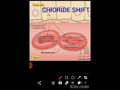 CHLORIDE SHIFT ( Hamburger's principle)