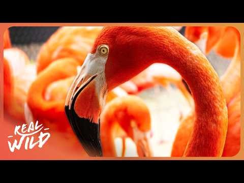 10 Million Years of Survival: The Fascinating Flamingos