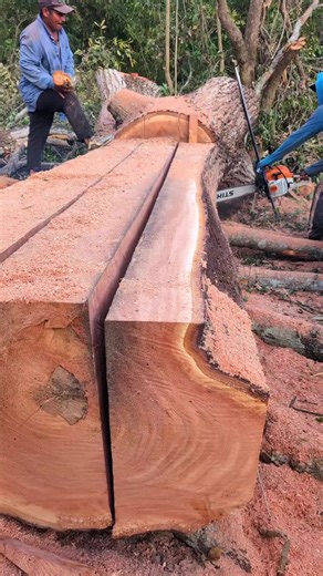 Cómo afilar la cadena de una motosierra correctamente