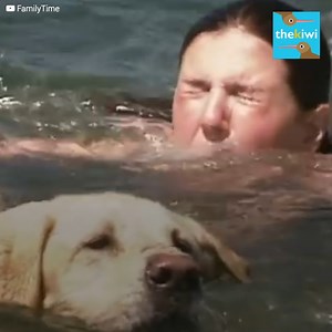 Lisa underestimated the ocean current. The waves were likely to take her life, but Norman heard the screams. Even though the dog had gone blind a few months ago, that wasn't an obstacle to becoming a hero. | The Kiwi