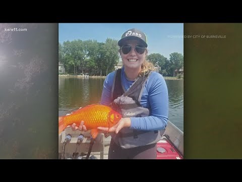 Here is what can happen when you release your goldfish into the wild