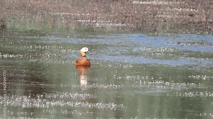 The ruddy shelduck female bird on a lake, Tadorna ferruginea