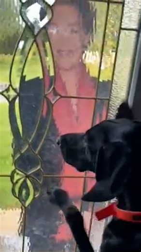 He watches all her movies — wait until she shows up at his front door 🩷 Tessa's mom, Dana, told us about Tessa's deep, deep love for Julie Andrews, and what happened when she surprised her with her favorite person! Keep up with Dana and Tessa on TikTok: https://thedo.do/danamyshrall | The Dodo