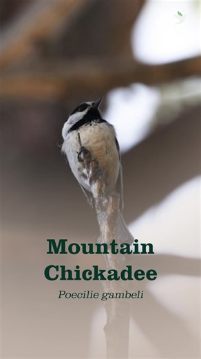 ❄️🌲Nicknamed the Winter Socialite — and for good reason! The Mountain Chickadee, a tiny forest dweller of western North America who always seems to know what’s happening — and always has snacks on foot. These birds are famously social, often leading mixed-species flocks through snowy conifer forests like the unofficial hosts of winter. Speaking of snacks… Mountain Chickadees are legendary scatter hoarders. One bird can stash tens of thousands of food items each year — seeds, insects, and feeder