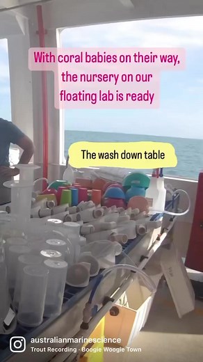 4.8K views · 116 reactions | Coral seeding requires rearing...