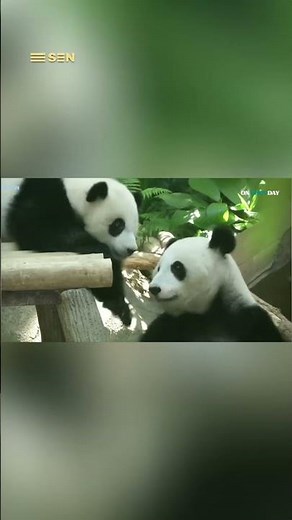 Panda National Day | From Endangered to a Symbol of Hope!