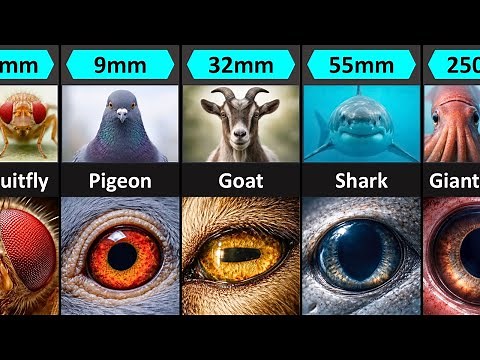 Animal Eyes in Extreme Close-Up (Eye Size Comparison)