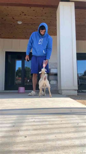 Feeding Time with a Playful Goat
