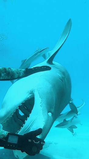 Shark Rotating Recovery: Tonic Immobility Explained