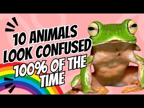 10 Animals Look Confused 100% of the Time