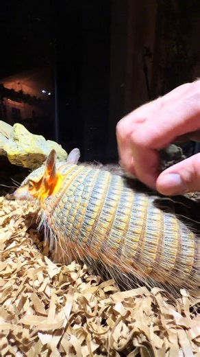 Rambo the Screaming Hairy Armadillo Workout Reminder