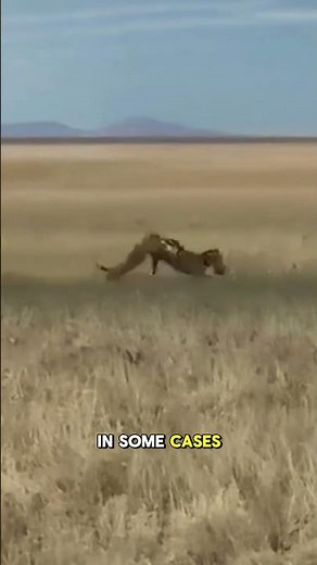 Zebra’s Powerful Kick Can Seriously Injure or Kill a Lion #wildlife #lionvszebra #naturepower