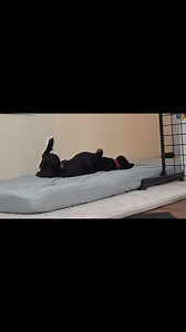 Mom, if you're interrupting my very important nap, you better come with cookies. Love, Nuggy Do Not Disturb | Ruby Twosday and Cheyenne