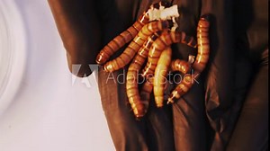 Meal worms in hands in black gloves on a white background close up. Protein farm. Pet food. Biochemical experiments and research