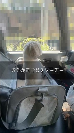 お外が気になるシーズー#シーズー #ペット癒やし #shihtz