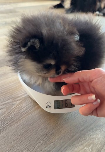 Pesée des chiots Chihuahua Athéna et Sissi