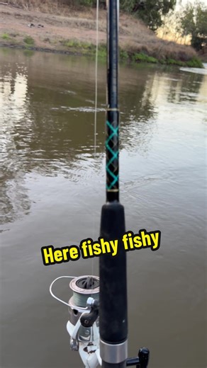 Fishing for the Giant Cod on the Mighty Macquarie River
