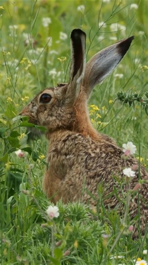 The wild hare: Spectacular close-up footage of its natural habitat