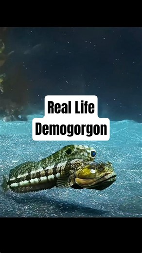 Something weird happens when a Sarcastic Fringehead gets mad 😡!