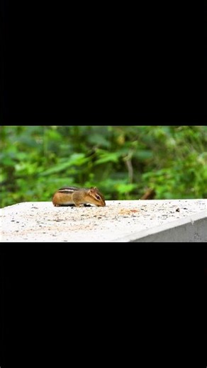 बहुत प्यारी विडियो #bestvideo@#bestmoments#bollywood #jungkook