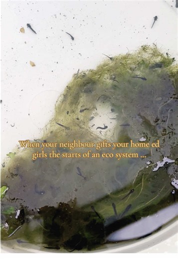 The perfect project for Ostara #ostara #spring #ecosystem #pondlife #tadpoles #project #homeed #neurosparkly