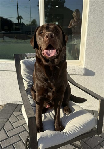 Funny Moments with My Spoiled Chocolate Lab