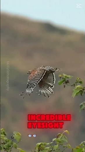 Red-Shouldered Hawk: The Majestic Raptor of the Forest