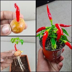 Best technique how to grow chili tree from chili 🌶️ with potato 🥔 || propagate chili tree at home | Rana Craft