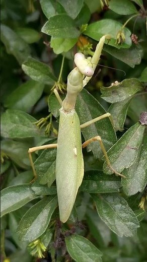 A Giant African mantis resting while climbing up a plant... #prayingmantis #insects #animals #shorts
