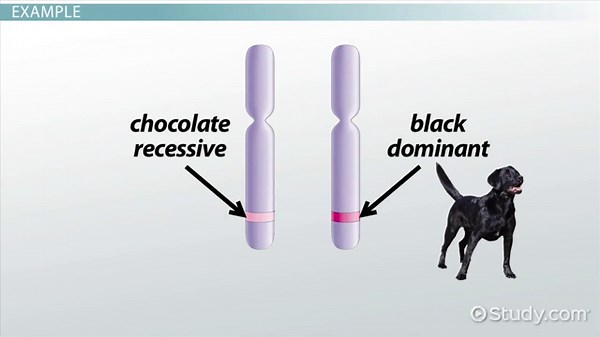 Heterozygous | Definition, Examples & Mutation