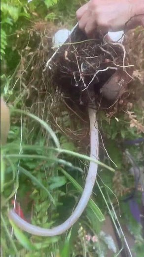 Can a Boston Fern Grow Hydroponically🌿 #plants #hydroponics #garden #aeroponics