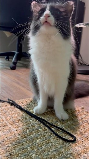 my tripod cat luna plays fetch better than most dogs 😂