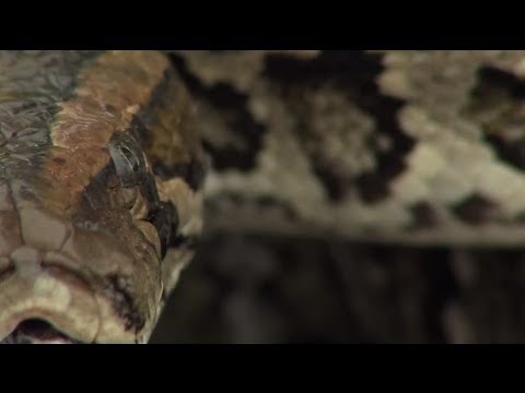 Invading the Everglades (HD)