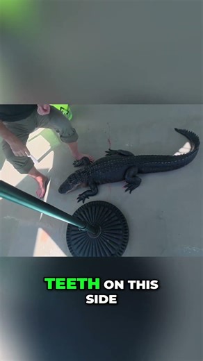 Meet Sweetie: The Alligator With Her Own Instagram! 🐊⛱️🍰 #alligator #cocoabeach #gator #travelvlog