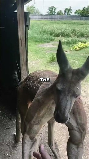 When a Kangaroo Meets a Kangal