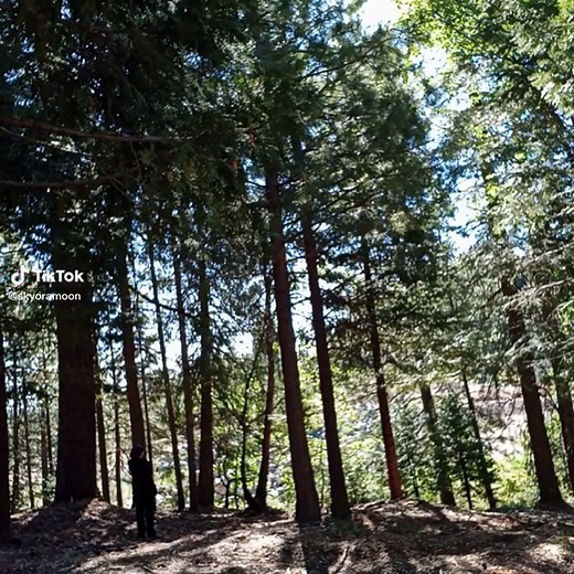 Terrifying Wendigo Scream in the Woods