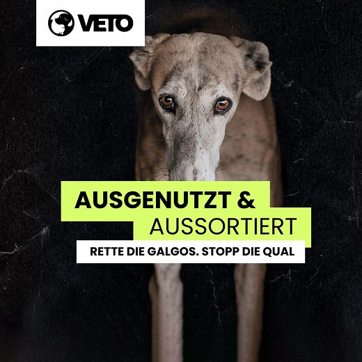Unsere Kampagne „Hilfe für Galgos in Not“ startet jetzt! 📣 Nach jeder Jagdsaison werden in Spanien Tausende Jagdhunde aussortiert. Mit unserer Kampagne sammeln wir ab sofort Futter für die misshandelten Hunde und klären über die Missstände in Spanien auf. Bitte hilf mit einer Futterspende, damit die Galgos eine Chance auf ein besseres Leben haben. 💚 hilf.ly/kampagnegalgos Sobald die Jagdsaison beendet ist, gelten Galgos, Podencos und andere Jagdhunde für ihre Besitzer:innen als wertlos. Die Ti