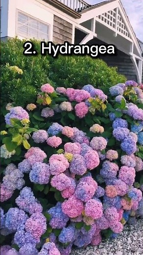 Top 10 Most Beautiful Flowers In The World || Top Tens