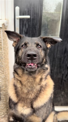Out and about with the big lad Lincoln today 🐕 Before the weather turns into the end of days thankfully 😅 #harrogatedogwalker #harrogate #harrogatelifestyle #harrogatelife #dogsofinstagram