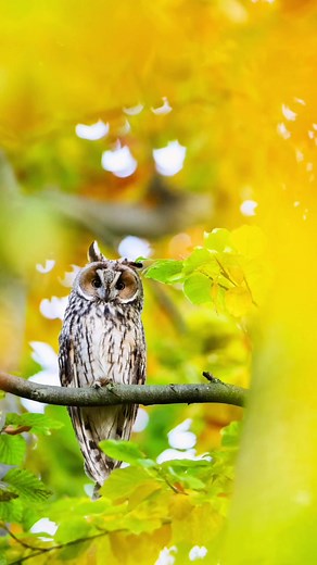 Nico Sonnabend photographing owls in autumn. With him, his NOVOFLEX TrioPod. 🦉 🍂 Many thanks to Nico for the impressive pictures! 🙏
