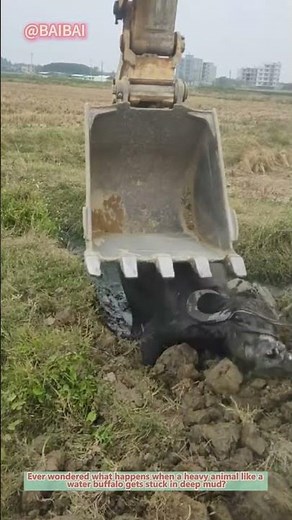 Rescue Mission: Water Buffalo Saved from Mud