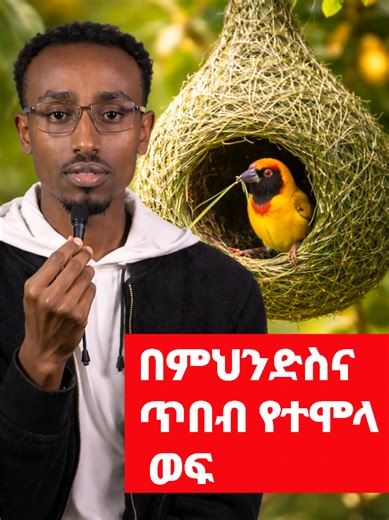 የምህንድስና ጥበብ የተሞላ ወፍ የእንደምን ማስታወሻ