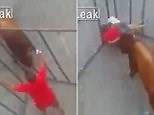 Video shows man being thrown around as a bull attacks him in cage