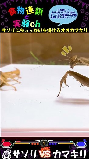 【閲覧注意】サソリにちょっかいを掛けるオオカマキリ😅 ⚔デザートヘアリースコーピオンｖｓオオカマキリ⚔ ※あくまで給餌目的です。＜生物観察 昆虫バトル 捕食 給餌 飼育 奇蟲＞#shorts