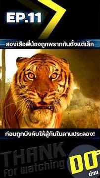 EP.11 The two tiger brothers were separated at a young age before being forced to fight each othe...