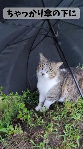 ちゃっかり傘の下で雨宿りする猫
